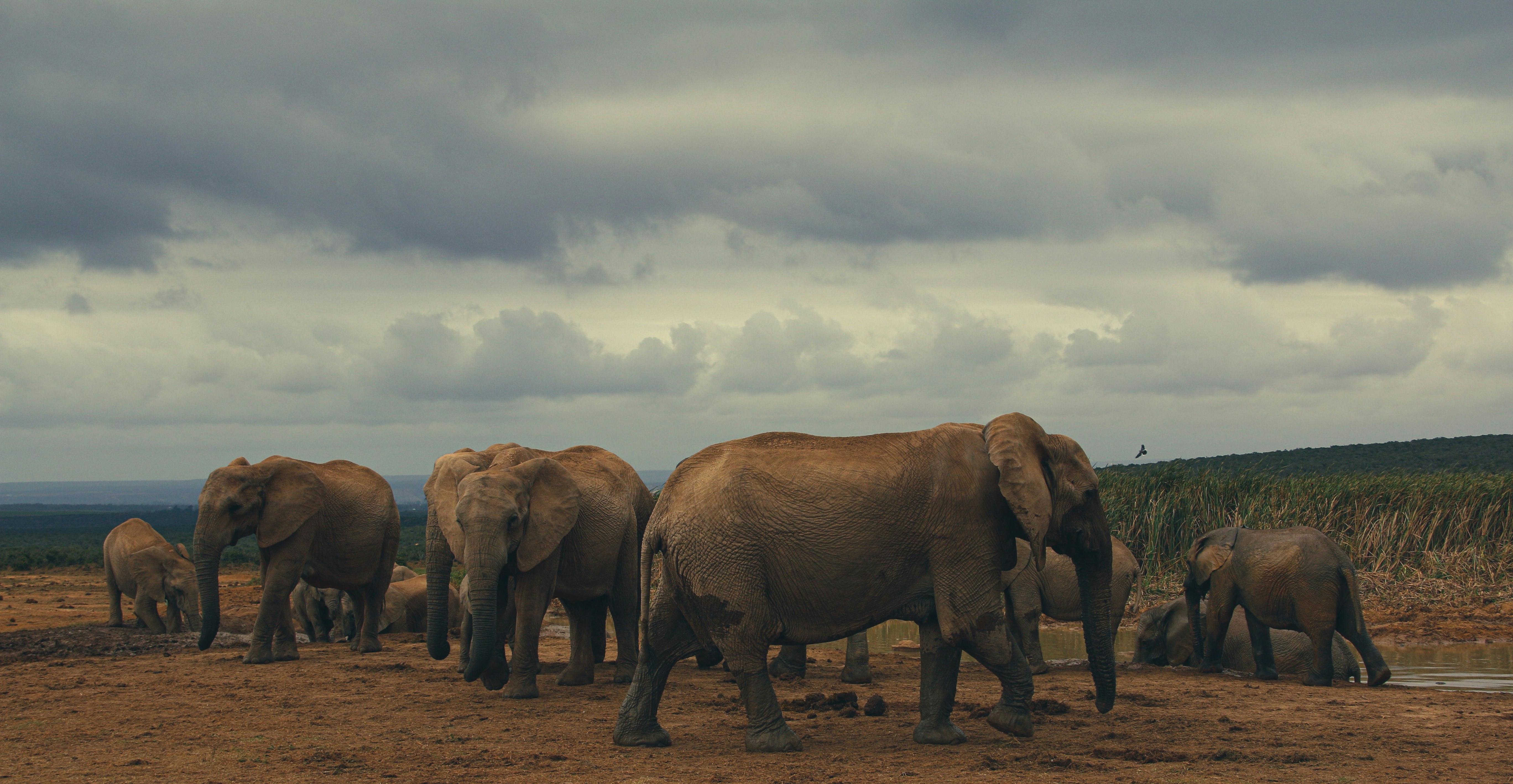 2 brown elephants on brown field under white clouds during daytime